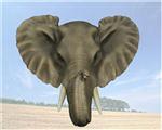 ELD26907 Safari Wild Elephant Wall Plaque